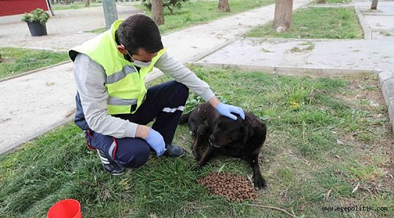 Bayraklı Belediyesi’nden can dostlara su ve mama