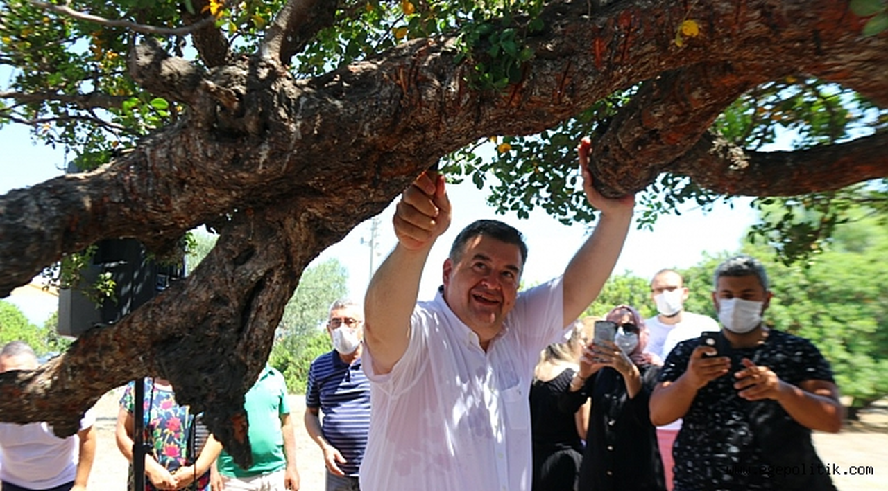 Çeşme sakız üretiminde Sakız Adası’na rakip oluyor!