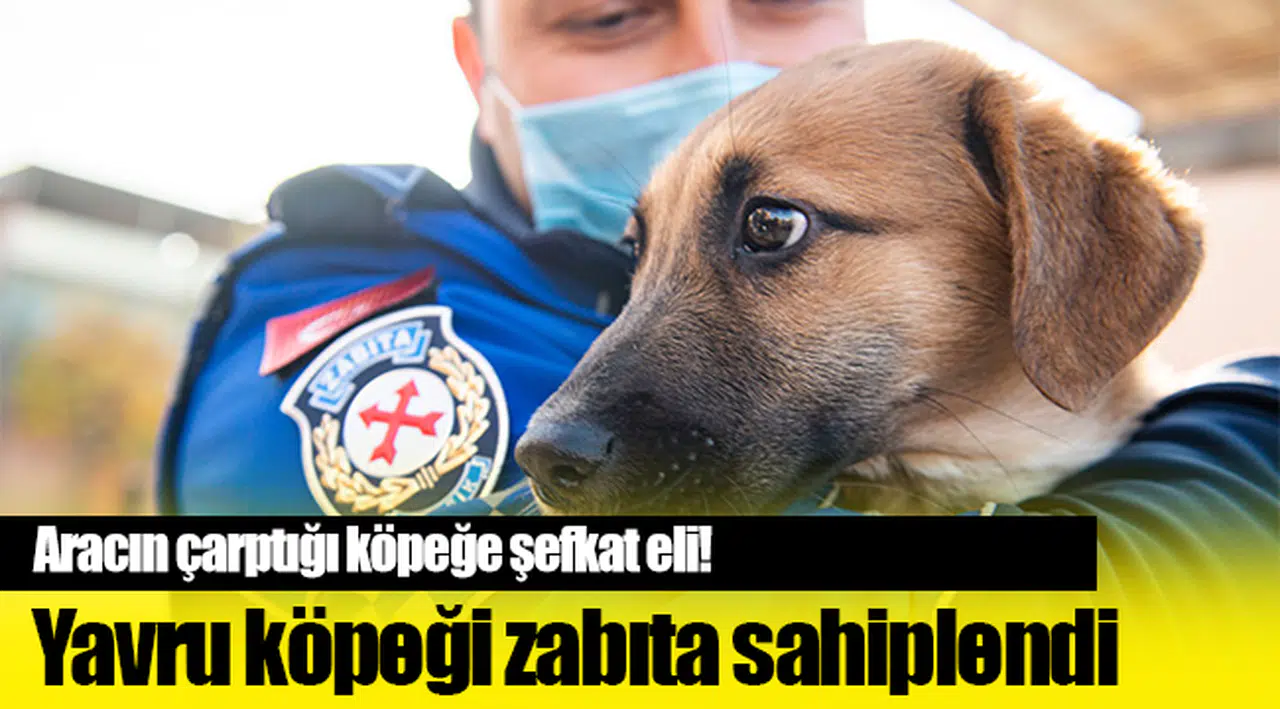 Aracın çarptığı yavru köpeği zabıta sahiplendi