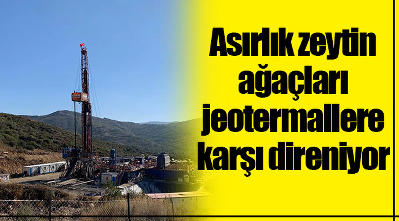 Asırlık zeytin ağaçları jeotermallere karşı direniyor!