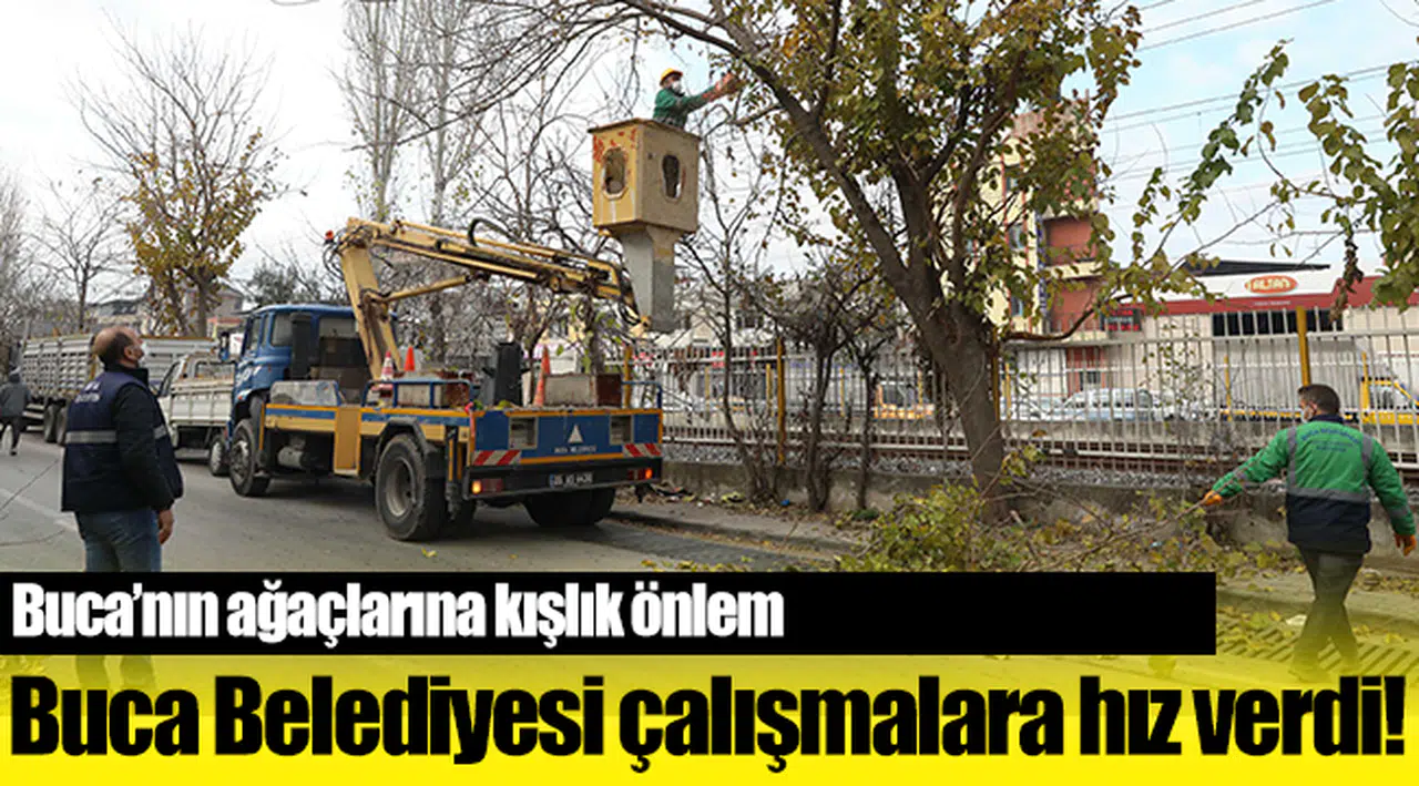 Buca’nın ağaçlarına kışlık önlem
