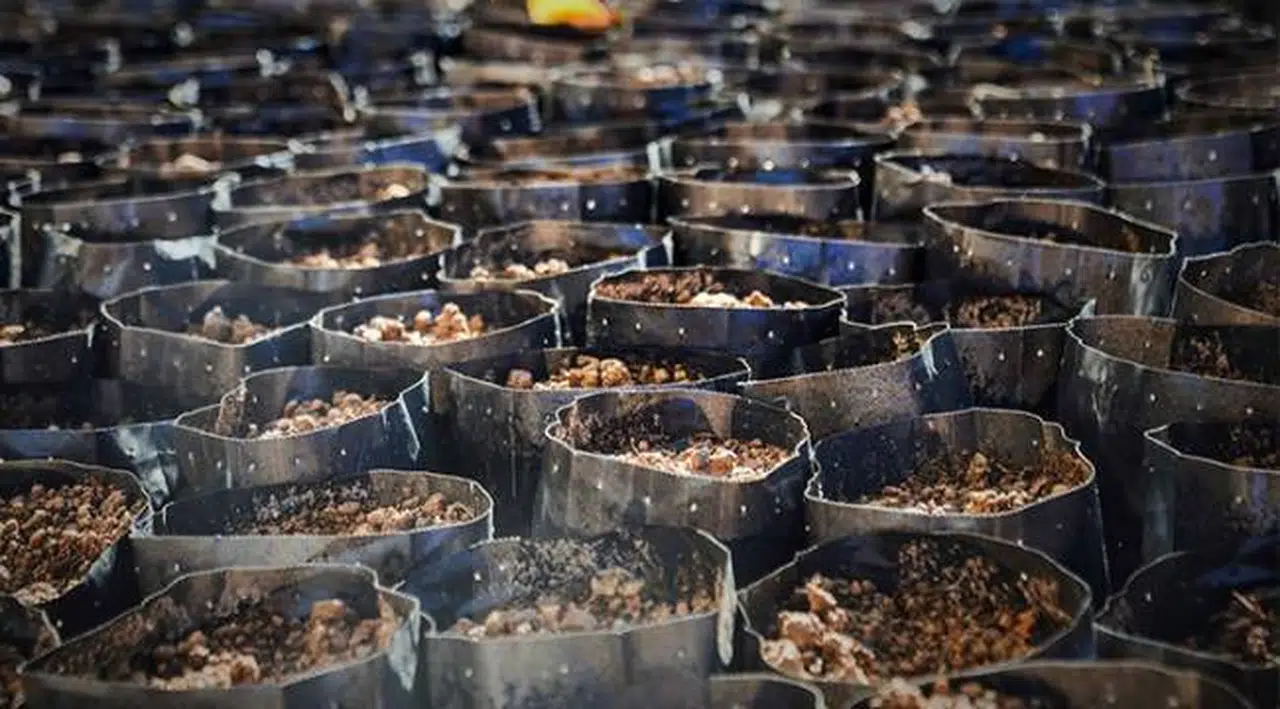 20 ton imha edildi, 122 bin ton çay küflenmek üzere: Çaykur'du, 'çayküf' oldu!