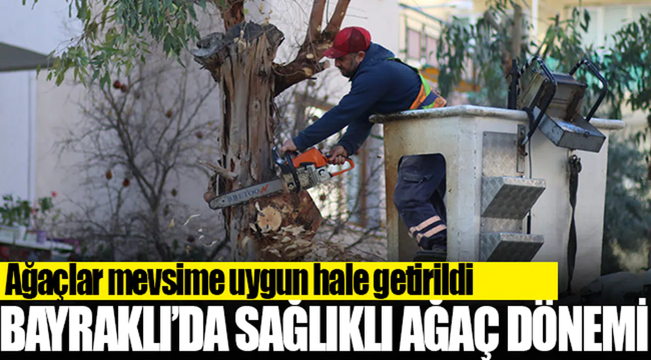 Bayraklı'da sağlıklı ağaç dönemi