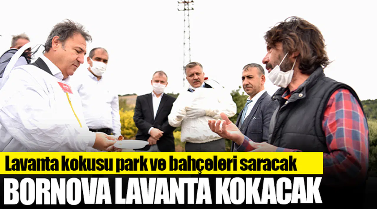 Bornova Lavanta kokacak