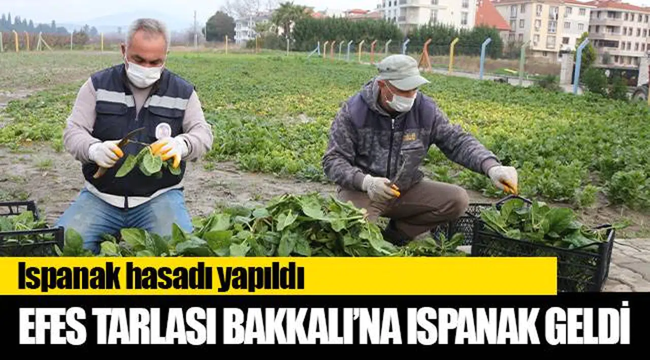 EFES TARLASI BAKKALI’NA ISPANAK GELDİ