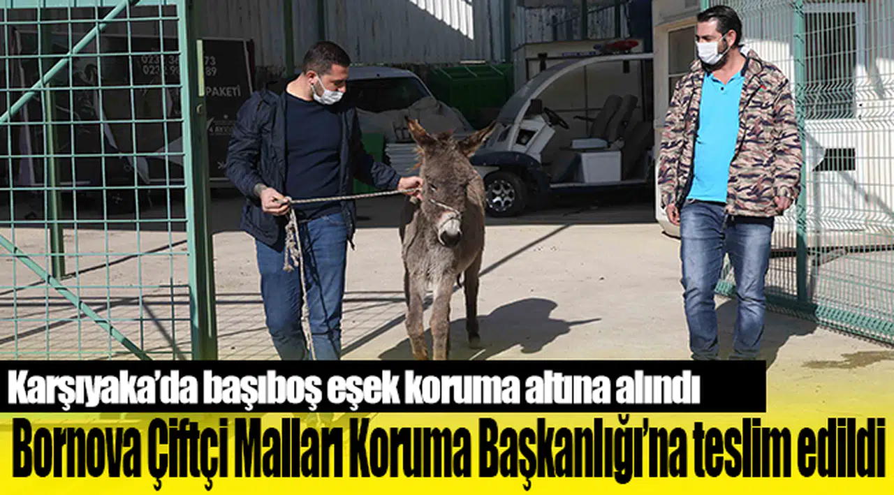 Karşıyaka’da başıboş eşek koruma altına alındı