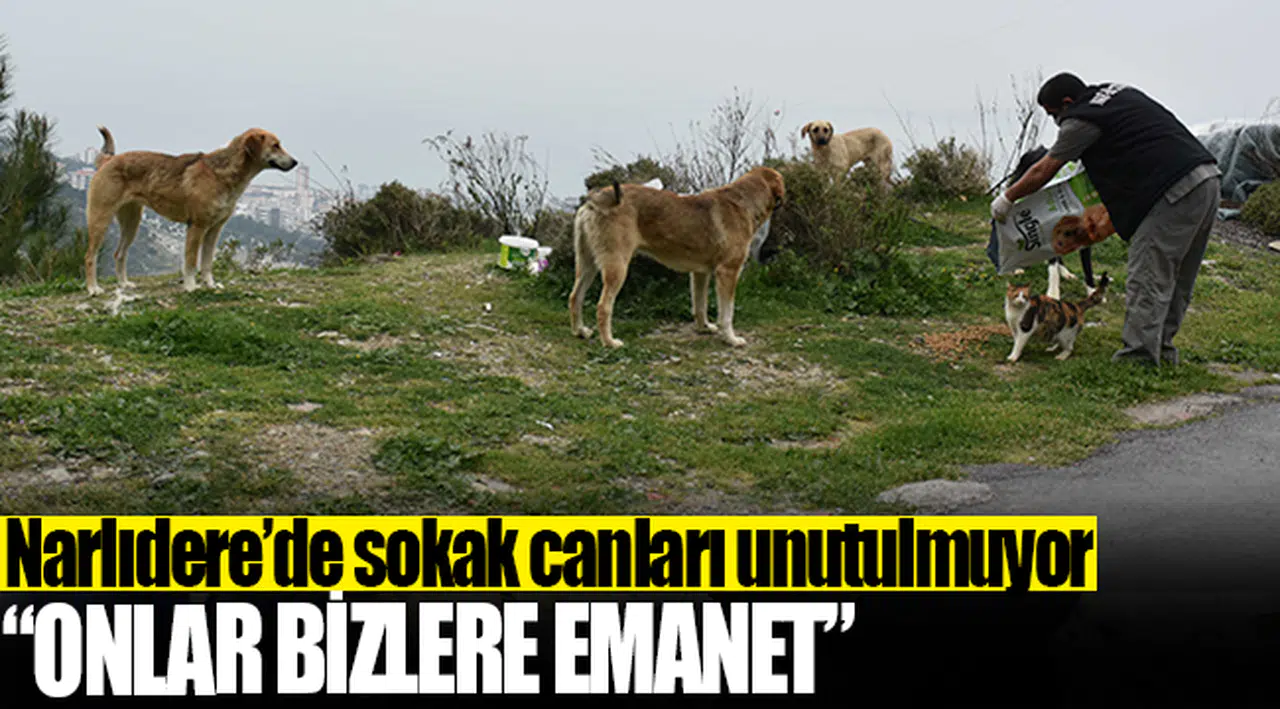 Narlıdere’de sokak canları unutulmuyor