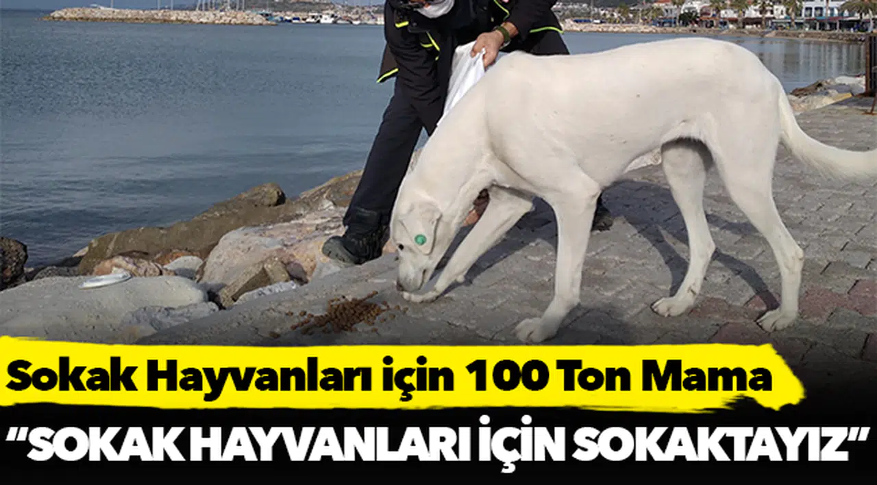 Sokak Hayvanları İçin 100 Ton Mama