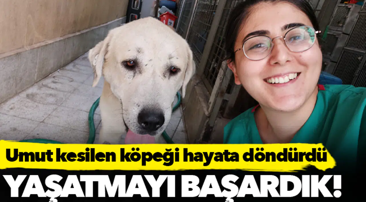 Umut kesilen köpeği Büyükşehir veterinerleri hayata döndürdü
