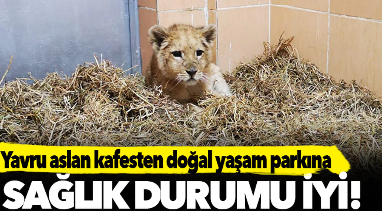 Yavru aslan kafesten Doğal Yaşam Parkı’na