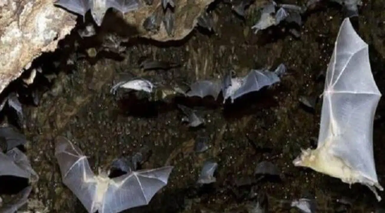 Yeni virüs kapıda! Nipah virüsü!
