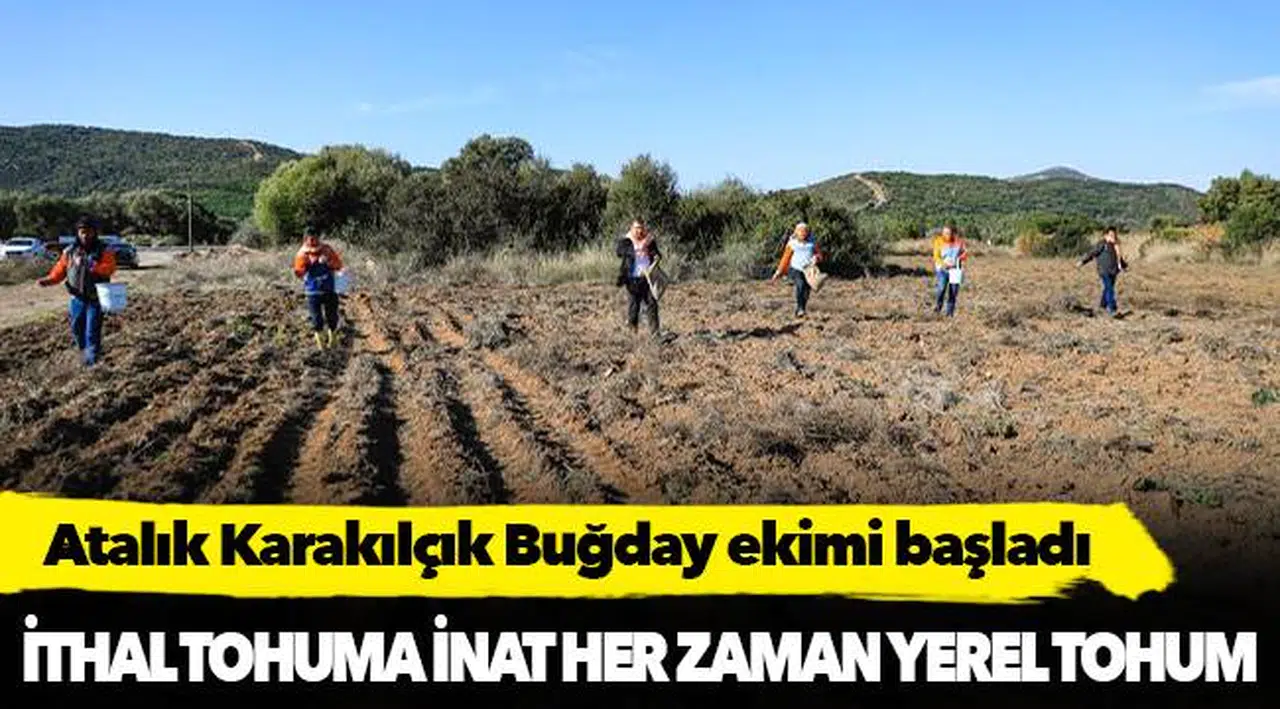 Atalık Karakılçık Buğday ekimi başladı