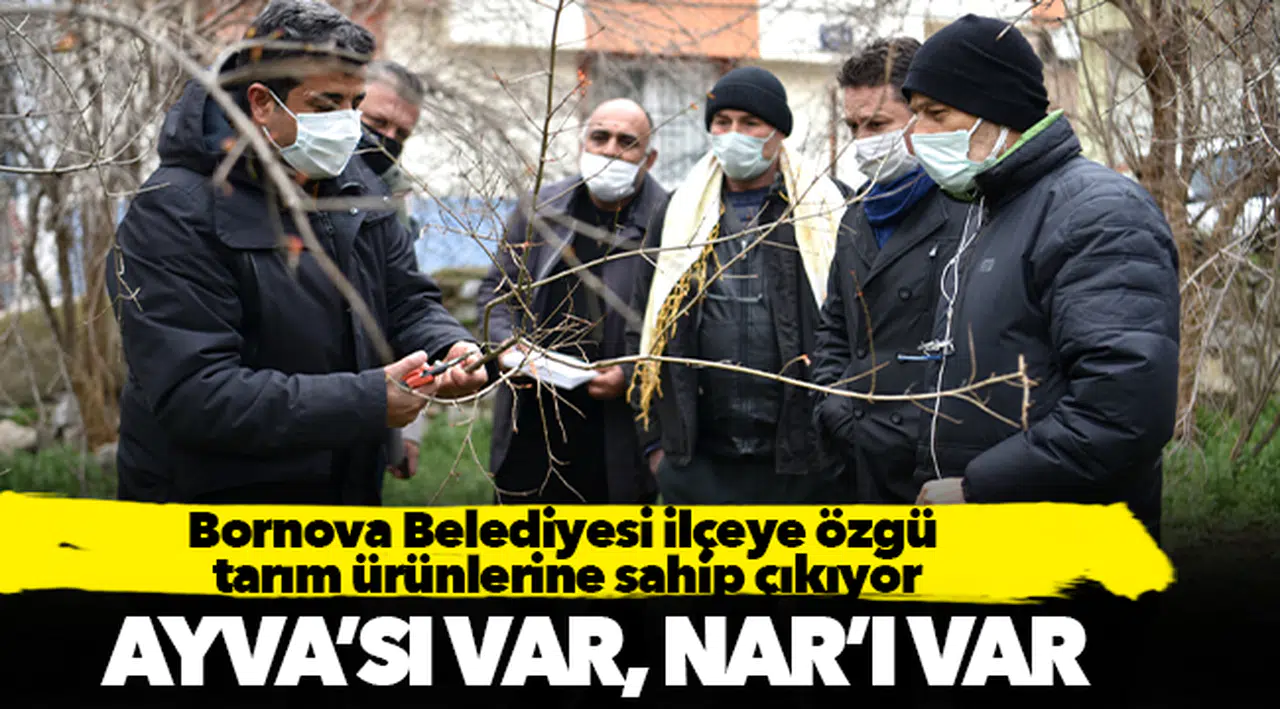 Bornova Belediyesi ilçeye özgü  tarım ürünlerine sahip çıkıyor