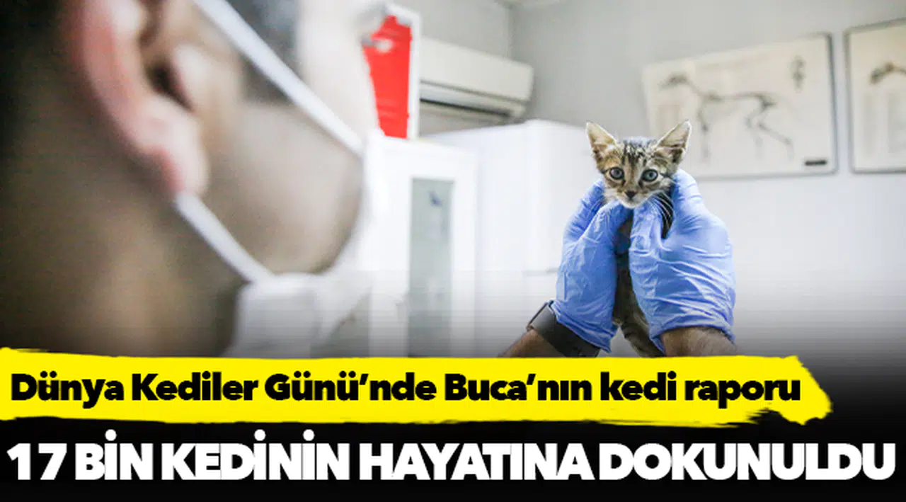 Dünya Kediler Günü’nde Buca’nın kedi raporu
