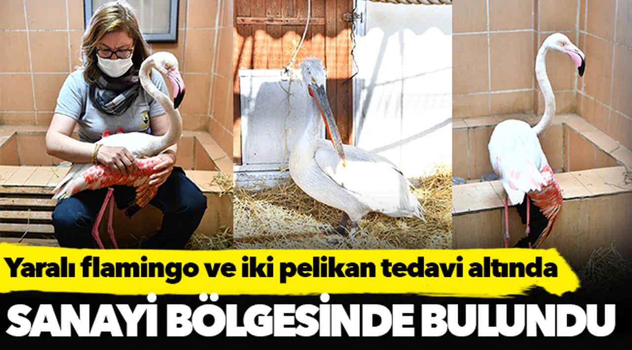 Yaralı flamingo ve iki pelikan tedavi altında