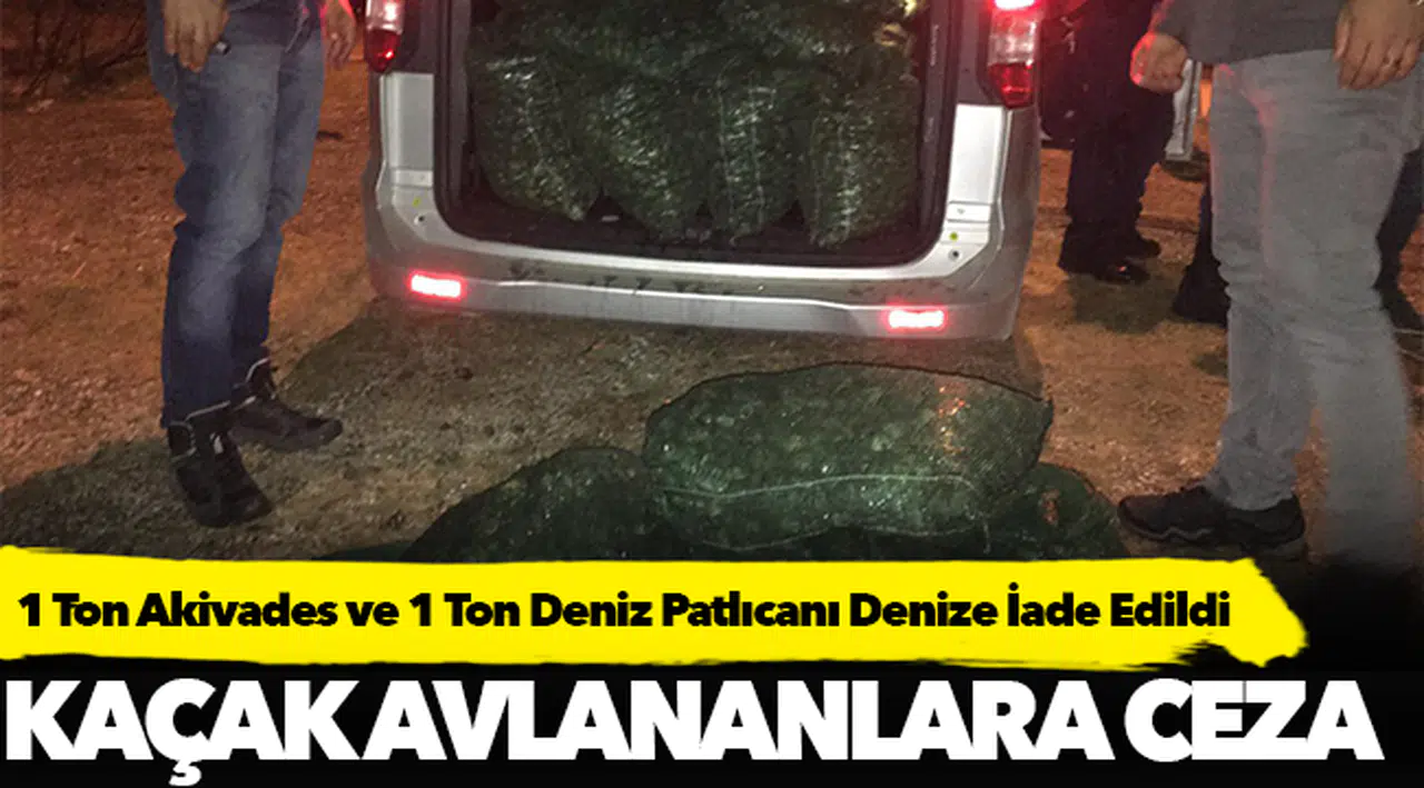 1 Ton Akivades ve 1 Ton Deniz Patlıcanı Denize İade Edildi