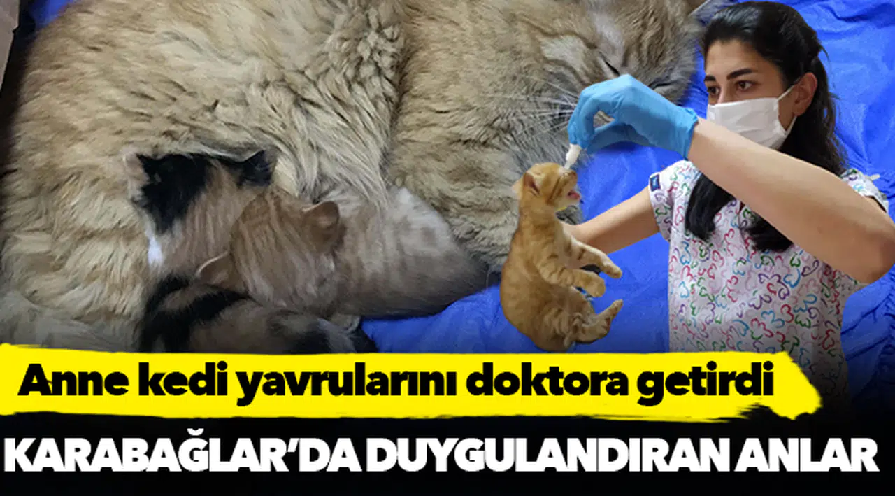 Anne kedi yavrularını doktora getirdi