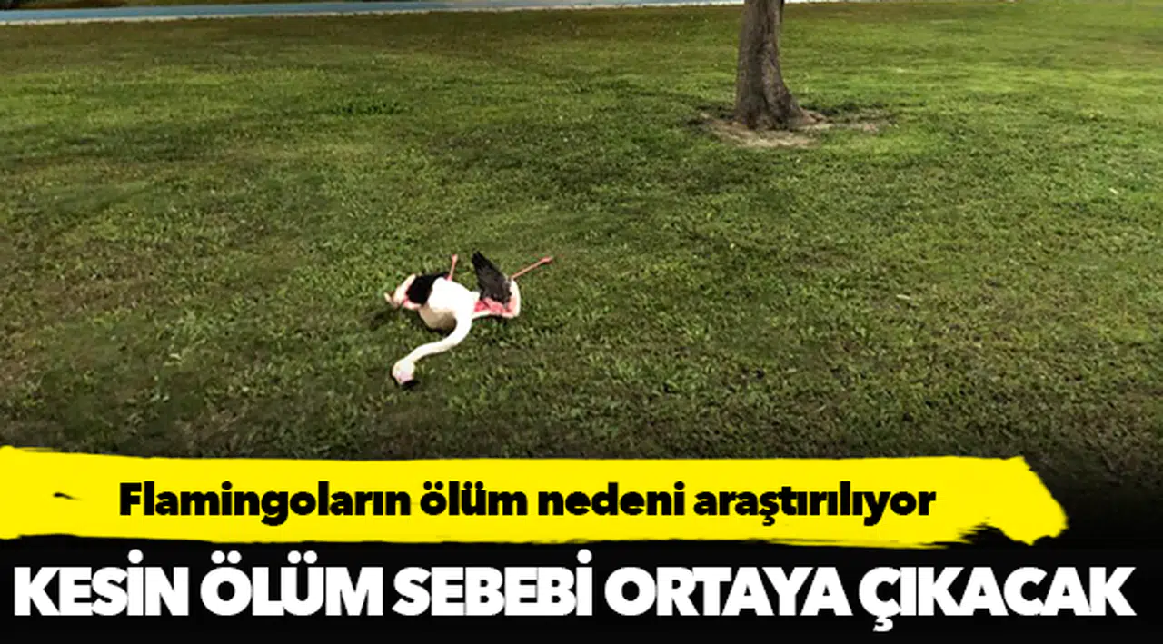 Flamingoların ölüm nedeni araştırılıyor