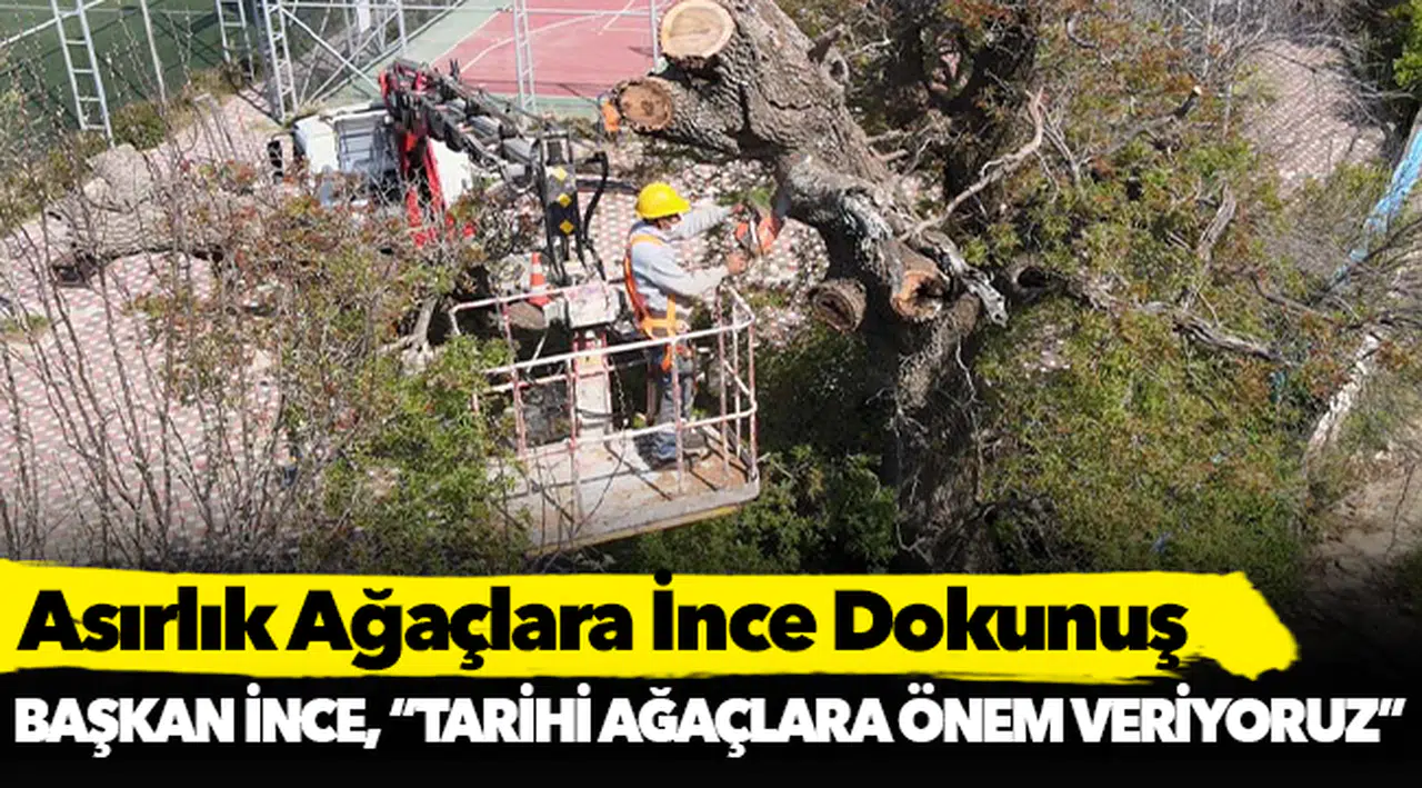 Asırlık Ağaçlara İnce Dokunuş