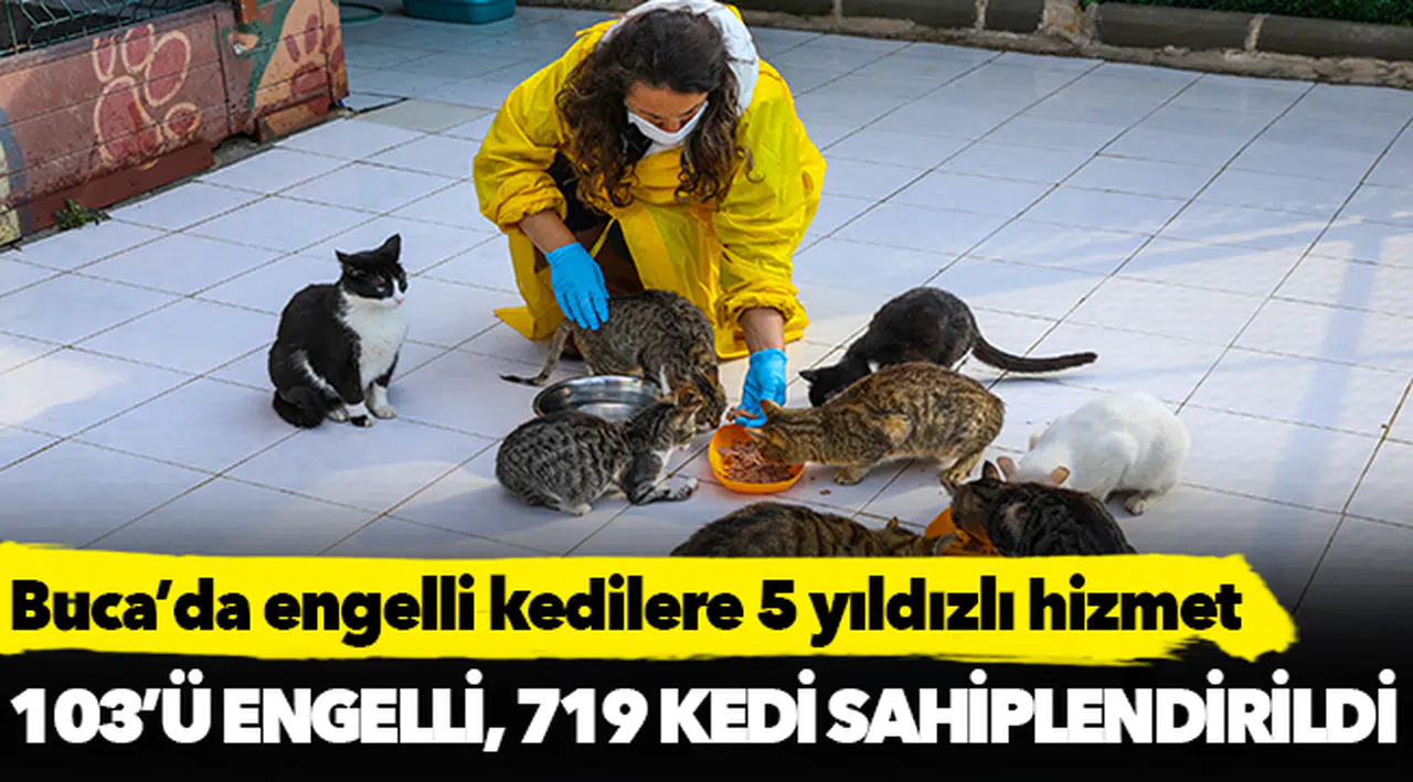 Buca’da engelli kedilere 5 yıldızlı hizmet