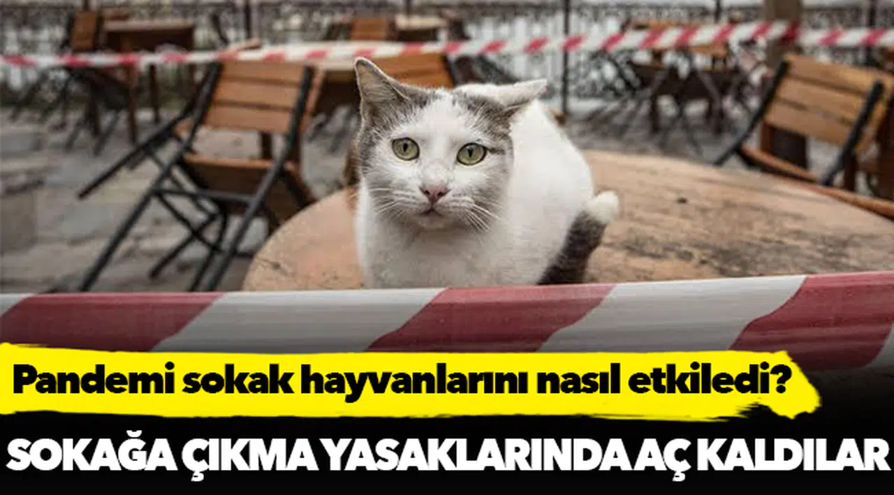 Pandemi sokak hayvanlarını nasıl etkiledi?