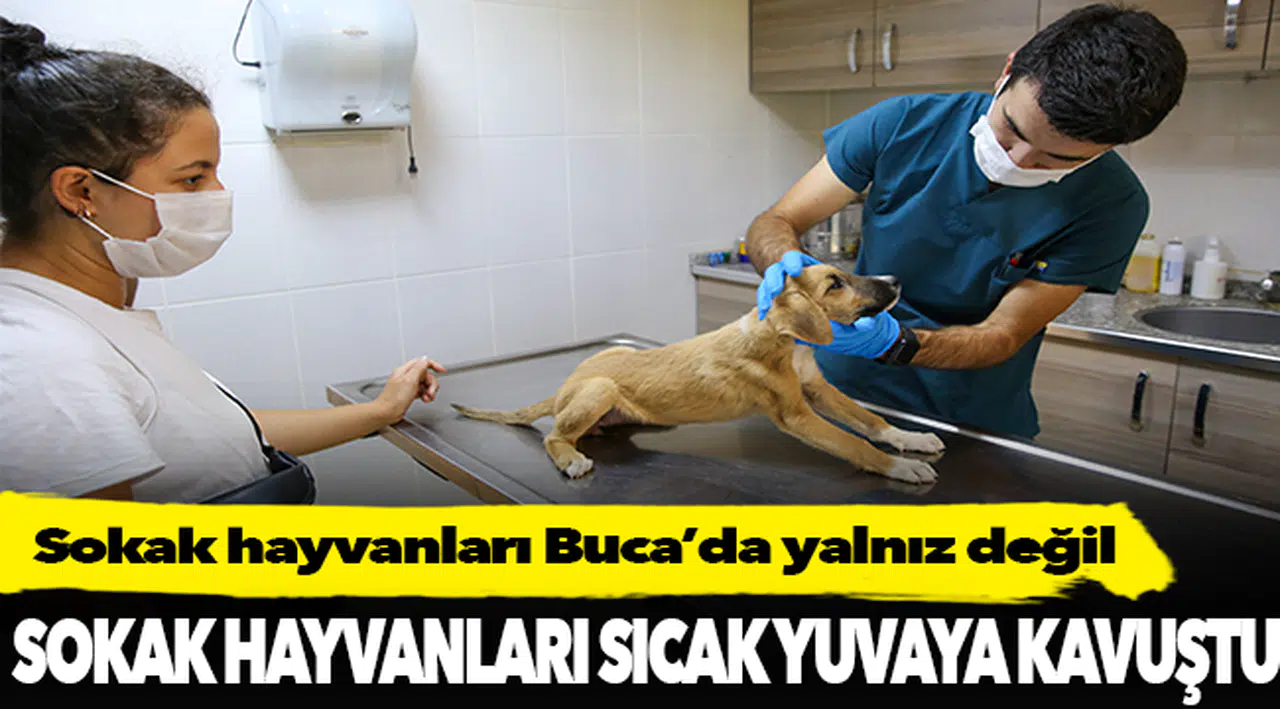 Sokak hayvanları Buca’da yalnız değil