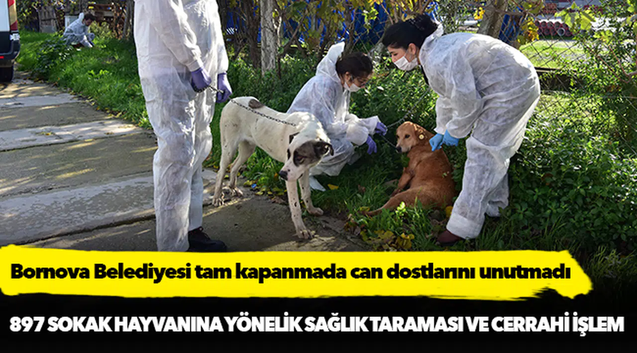 Bornova Belediyesi tam kapanmada can dostlarını unutmadı
