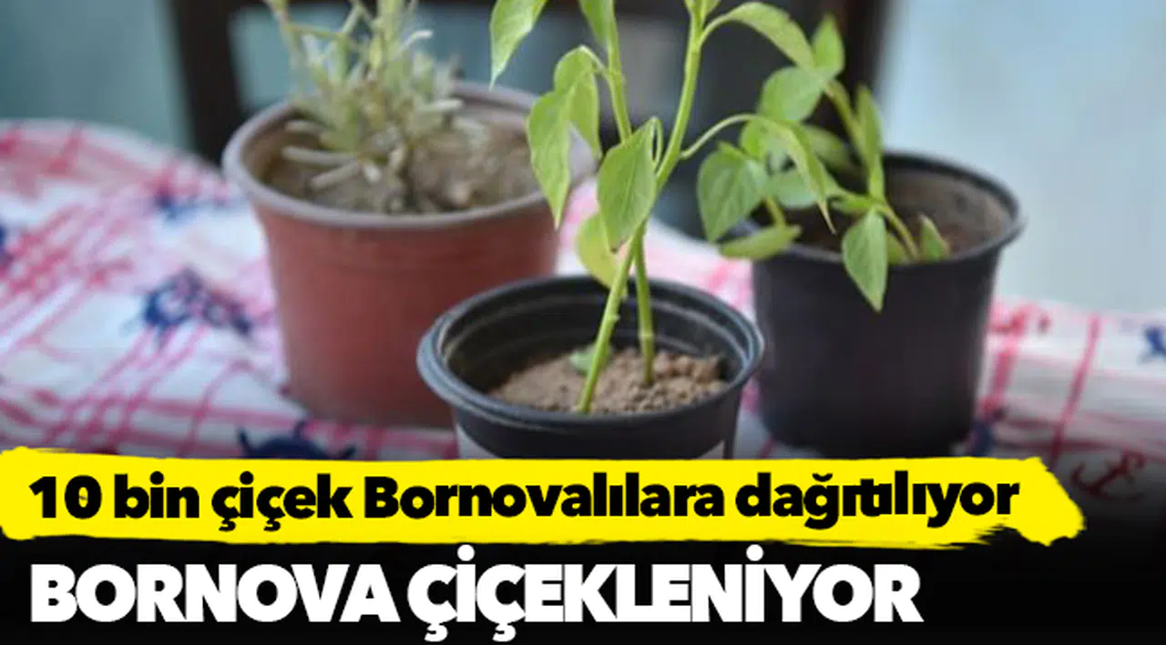 Bornova çiçekleniyor