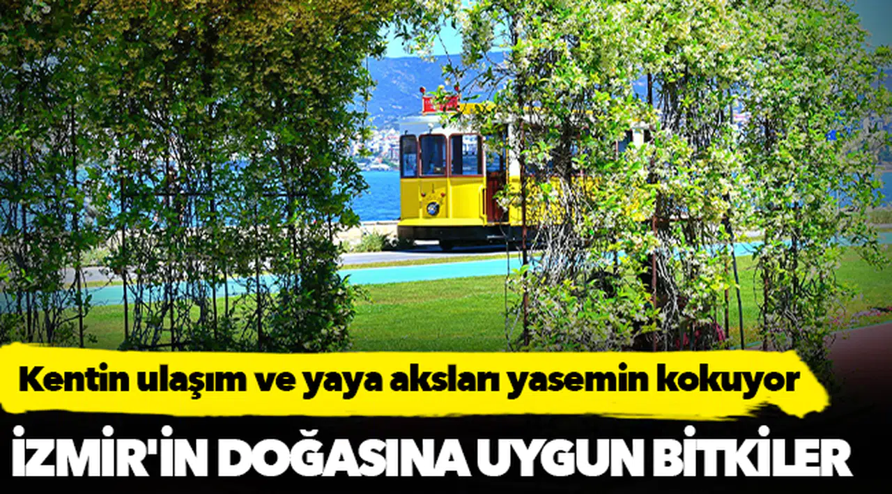 Kentin ulaşım ve yaya aksları yasemin kokuyor