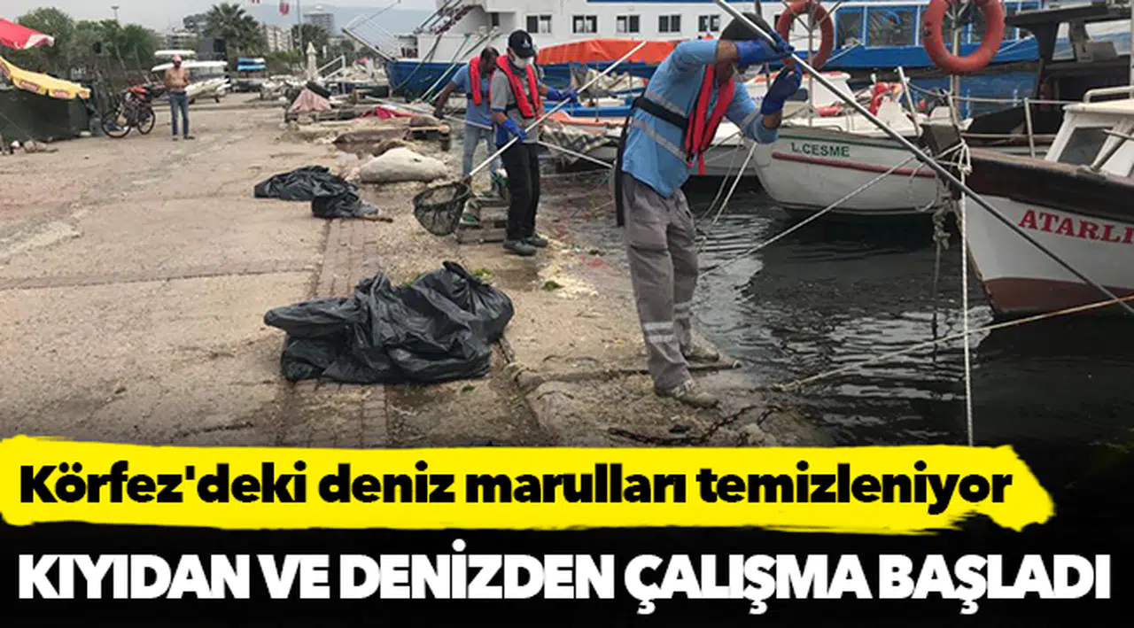 Körfez'deki deniz marulları temizleniyor