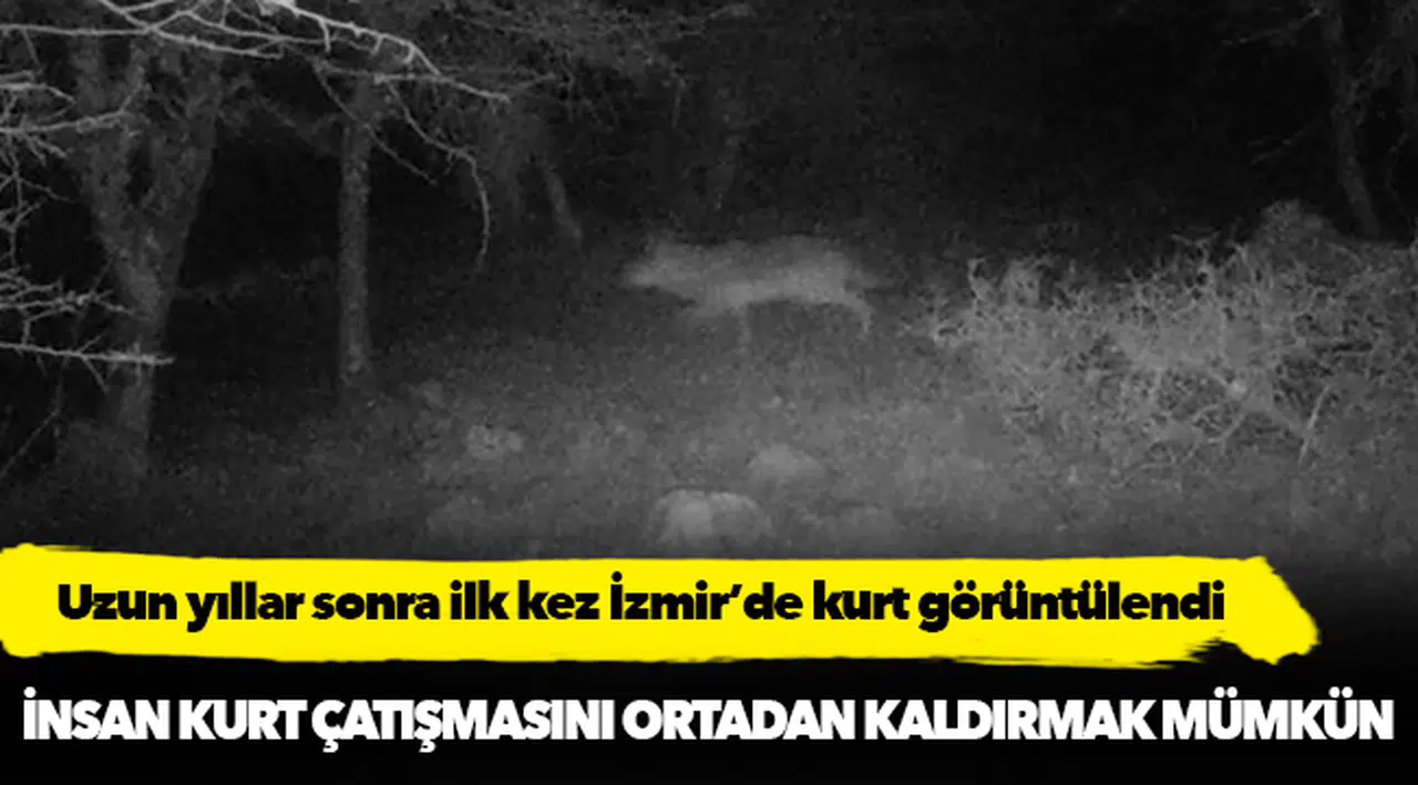 Uzun yıllar sonra ilk kez İzmir’de kurt görüntülendi