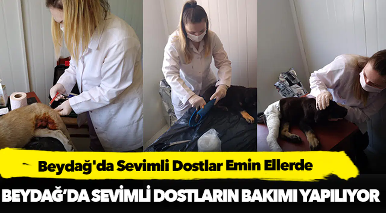 Beydağ'da Sevimli Dostlar Emin Ellerde