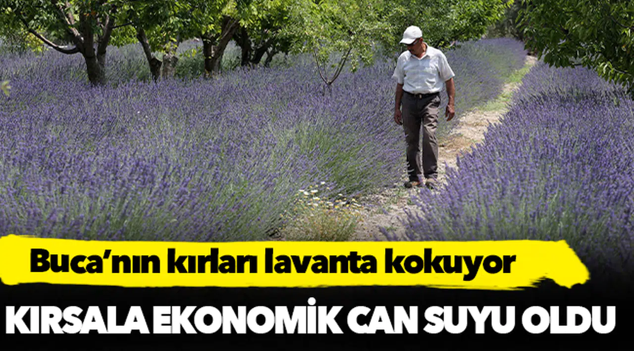 Buca’nın kırları lavanta kokuyor