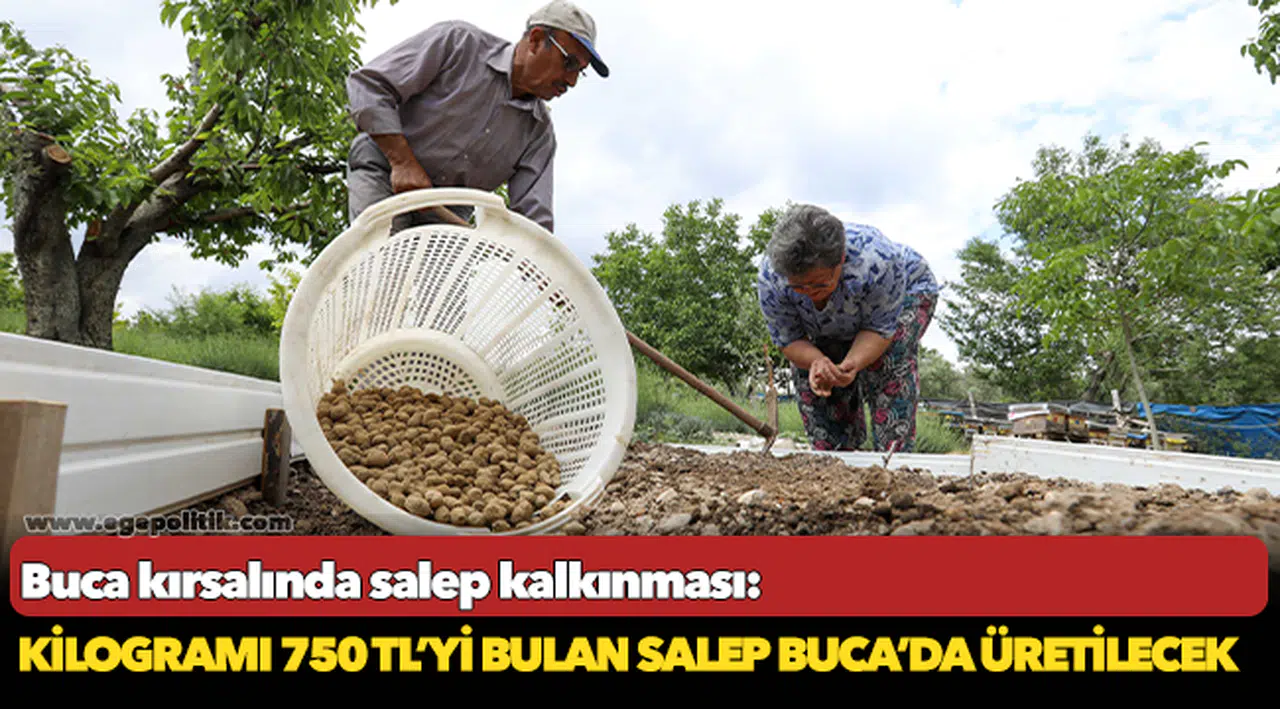 Buca kırsalında salep kalkınması: Kilogramı 750 TL’yi bulan salep Buca’da üretilecek