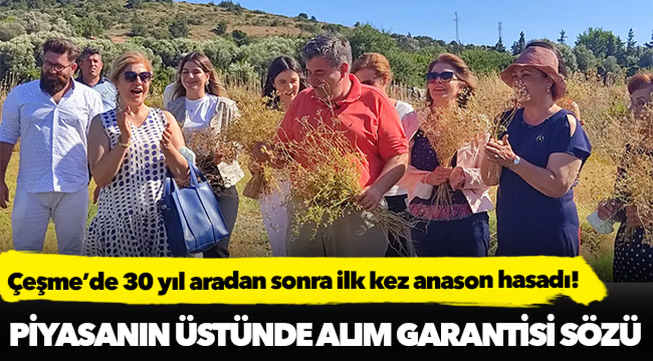 Çeşme’de 30 yıl aradan sonra ilk kez anason hasadı!