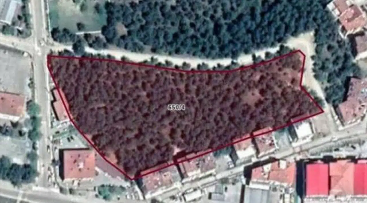 AKP'li belediye, ilçenin tam ortasındaki ormanı imara açtı