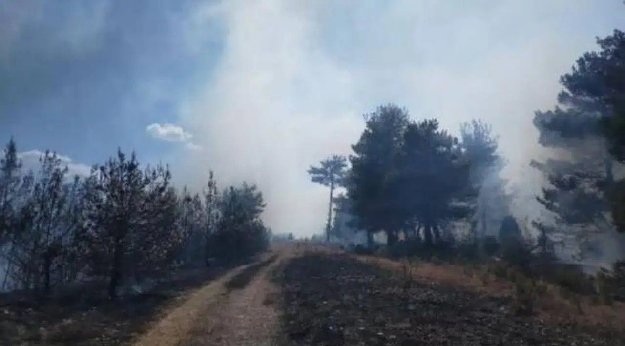 Çanakkale’de orman yangını