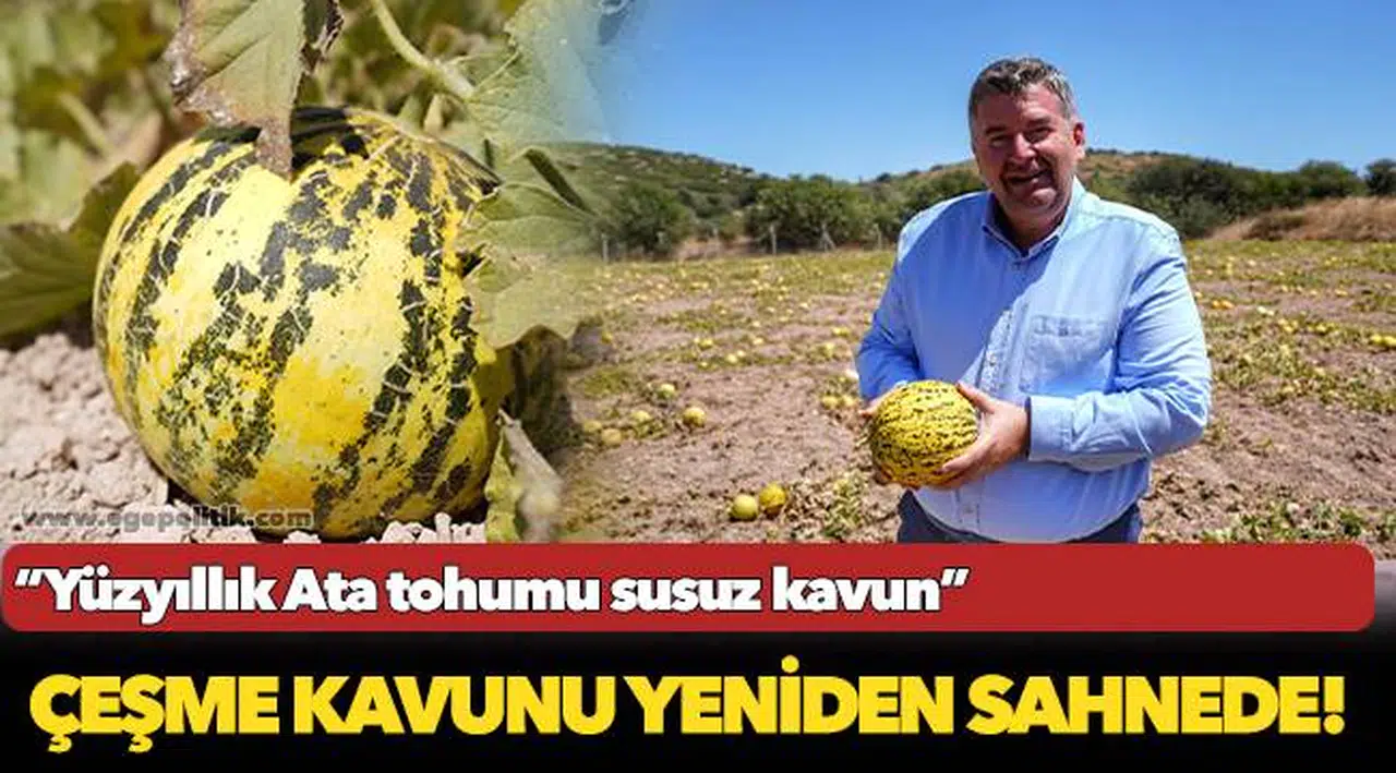 Çeşme kavunu yeniden sahnede!