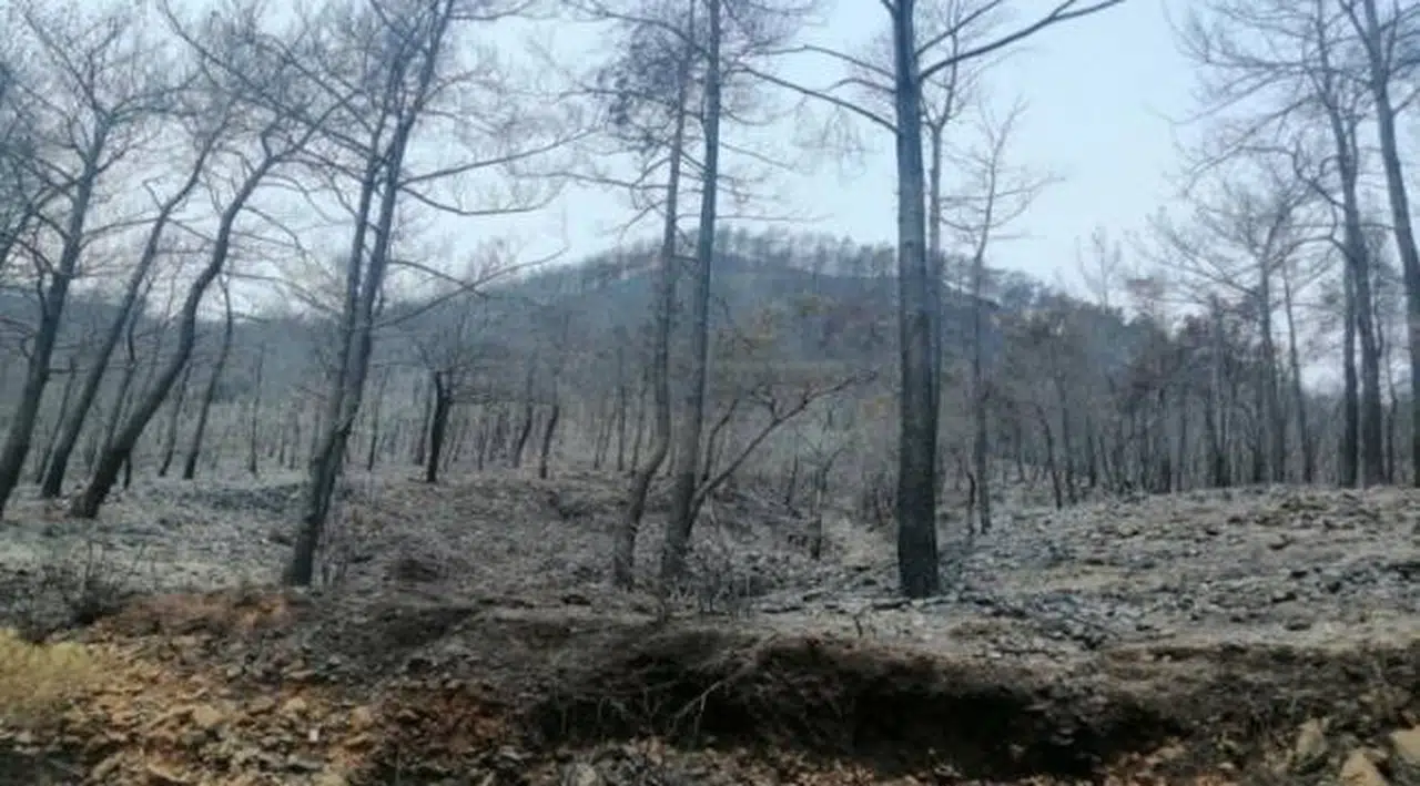 Muğla’da orman çevresinde mola verilmesi yasaklandı