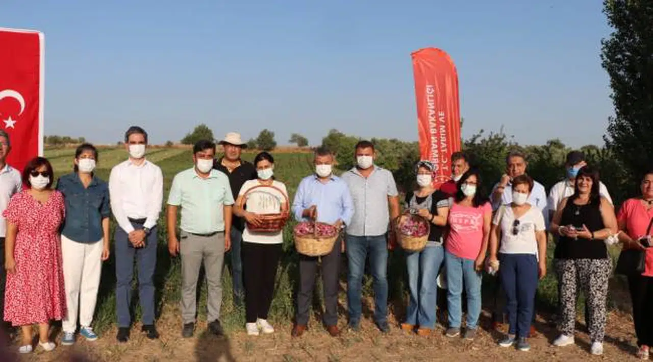 Seferihisar'da Bakanlık Hibeyle Dikilen Ekinezyalar Hasat ediliyor