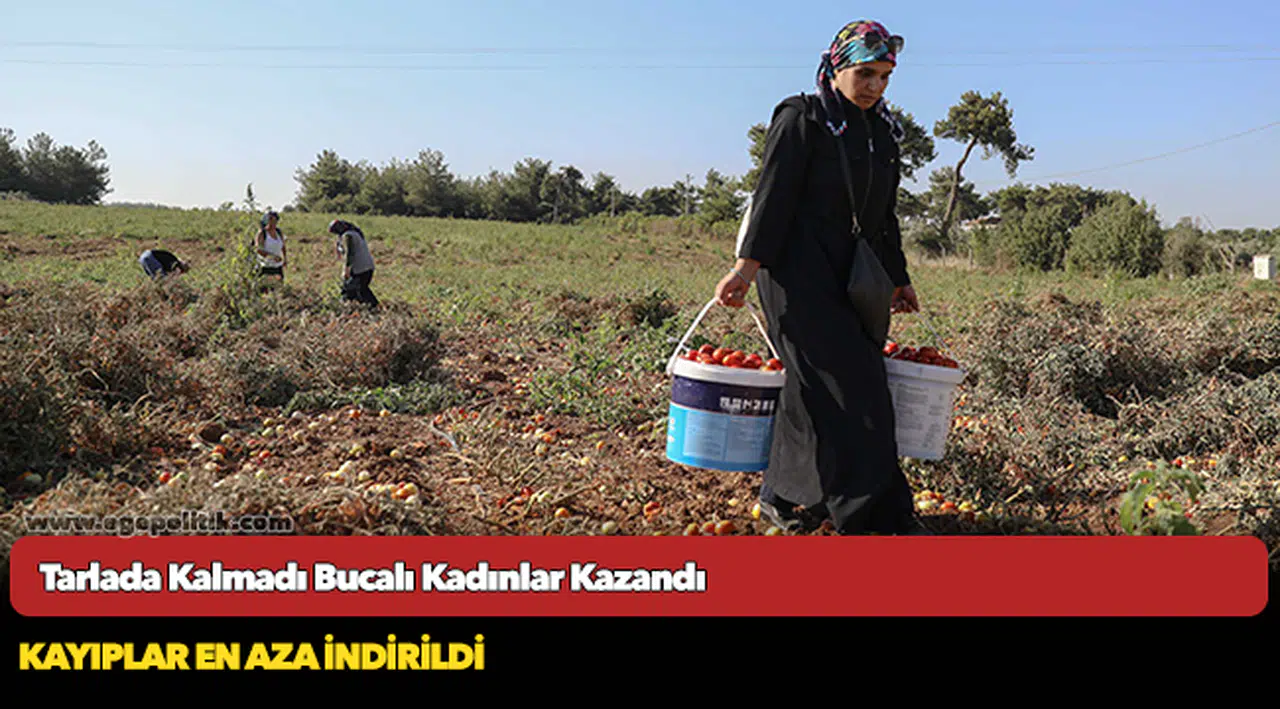 Tarlada kalmadı Bucalı kadınlar kazandı