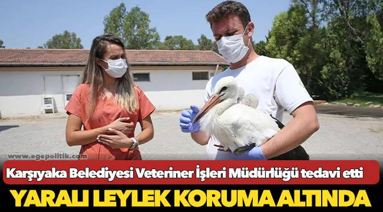 Yaralı leylek koruma altında