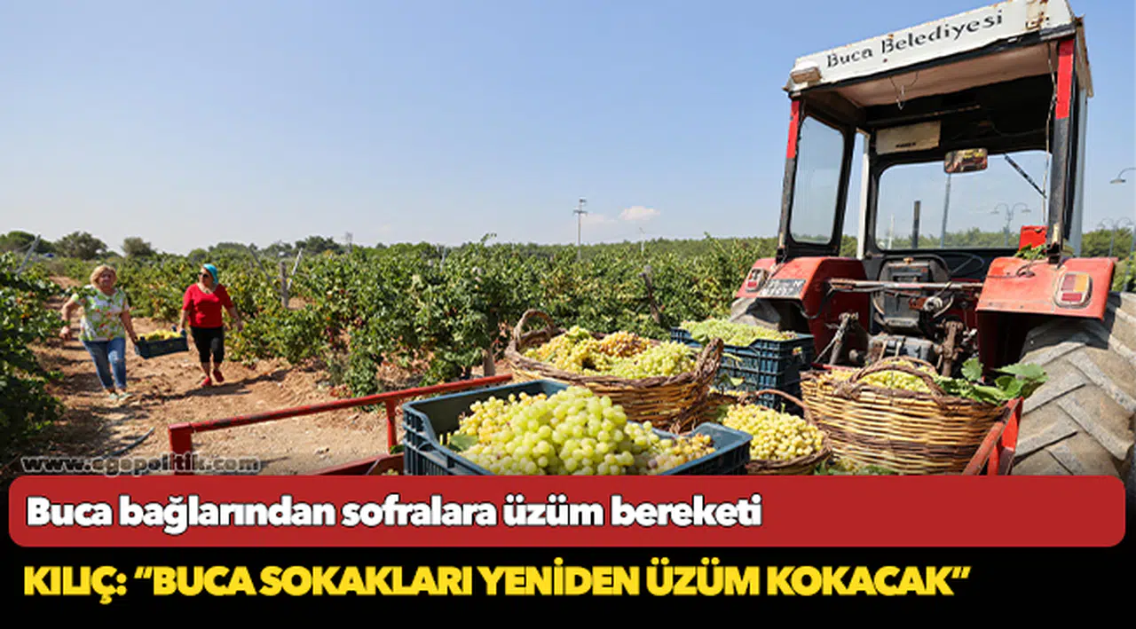 Buca bağlarından sofralara üzüm bereketi