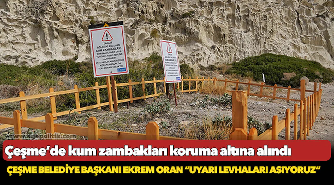 Çeşme’de kum zambakları koruma altına alındı