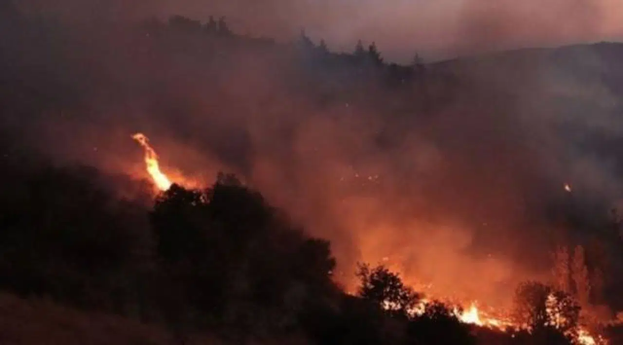 Hatay'da zeytinlik alanda yangın
