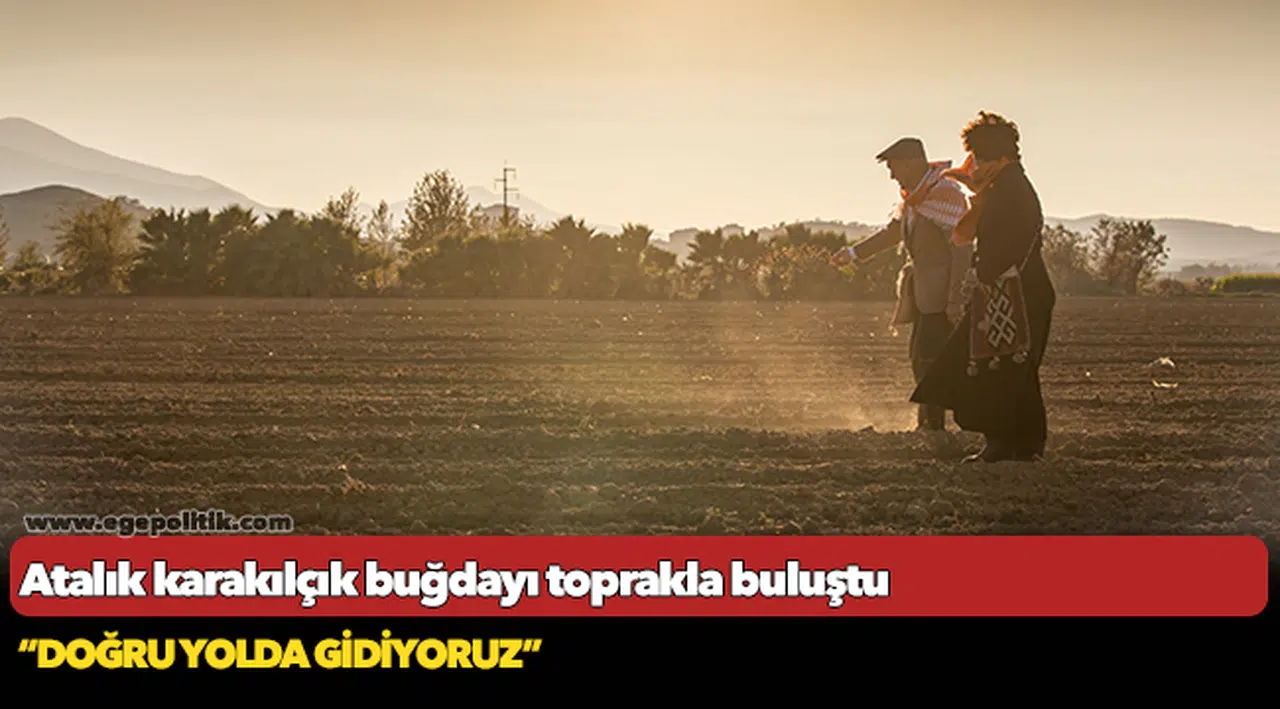 Atalık karakılçık buğdayı toprakla buluştu