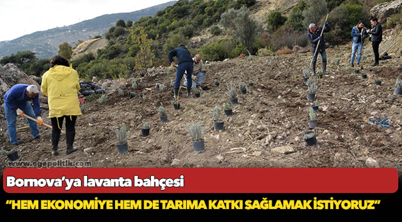 Bornova’ya lavanta bahçesi