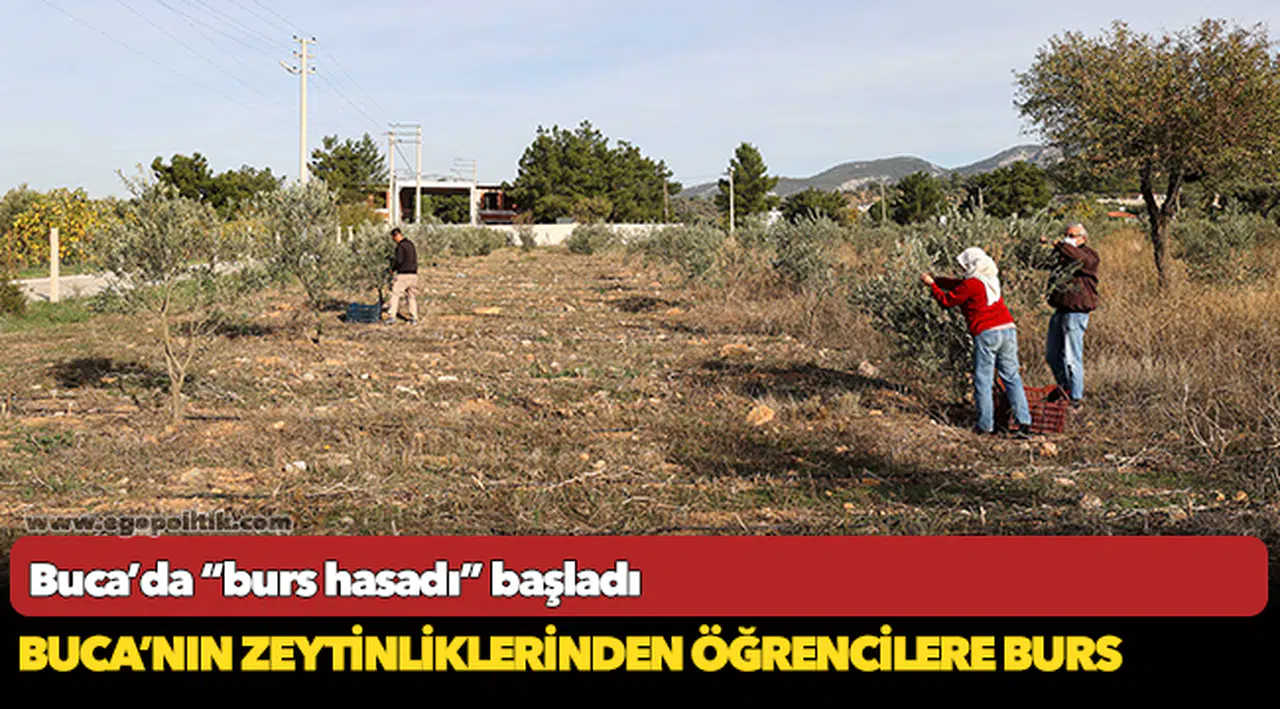 Buca’nın zeytinliklerinden öğrencilere burs
