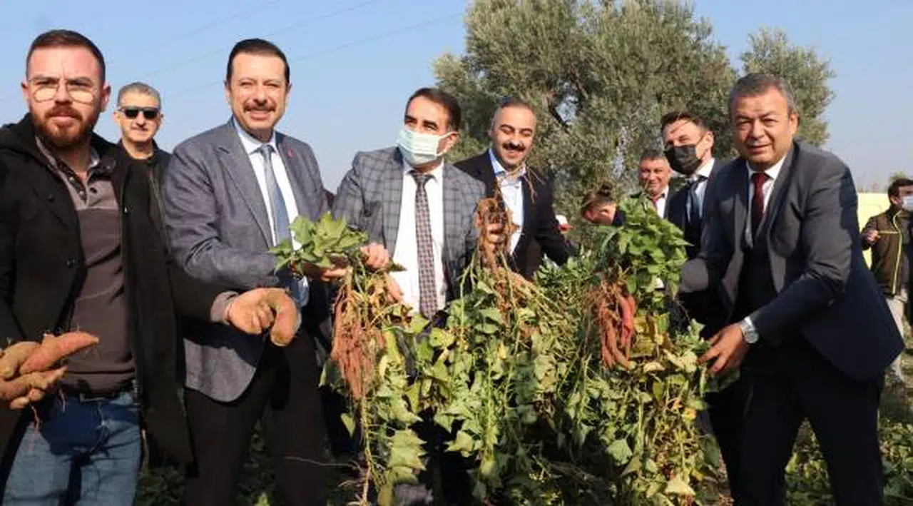 Tatlı Patates İzmir’in Ürün Desenine Eklendi