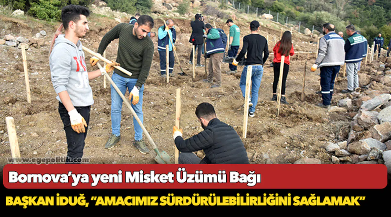 Bornova’ya yeni Misket Üzümü Bağı